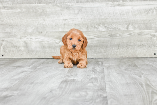 Friendly Mini Goldendoodle Baby