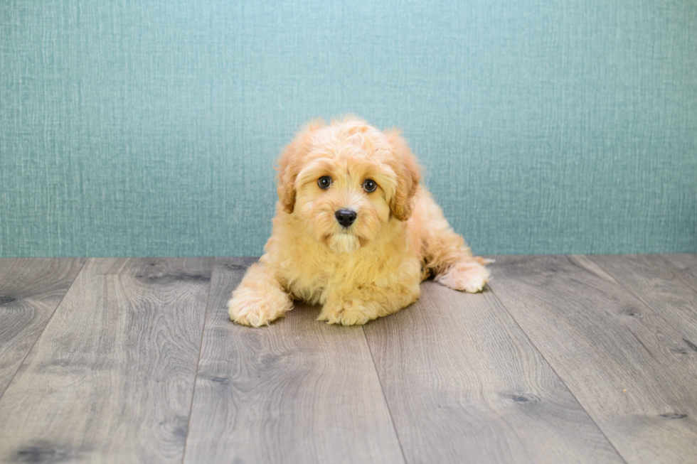 Petite Mini Goldendoodle Poodle Mix Pup