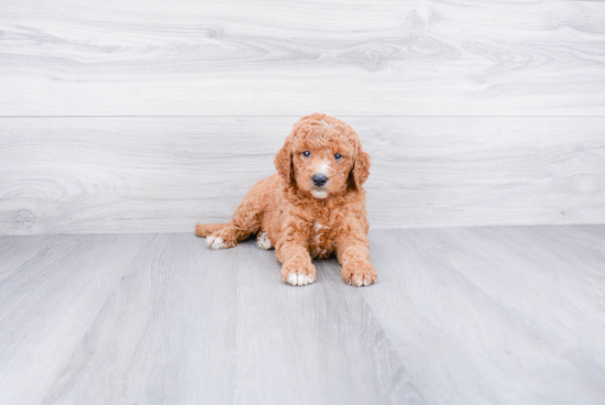 Smart Mini Goldendoodle Poodle Mix Pup