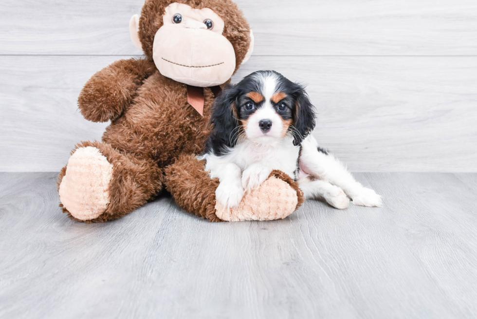 Best Cavalier King Charles Spaniel Baby