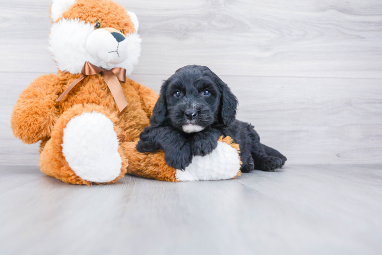 Cute Mini Sheepadoodle Baby