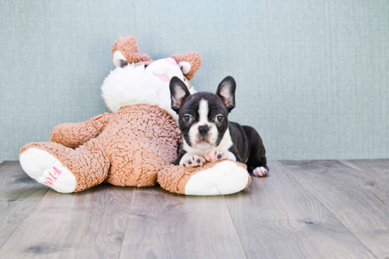 Hypoallergenic French Bulldog Purebred Pup