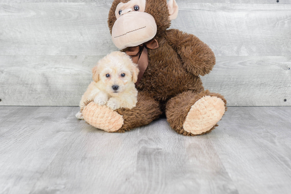 Sweet Maltipoo Baby