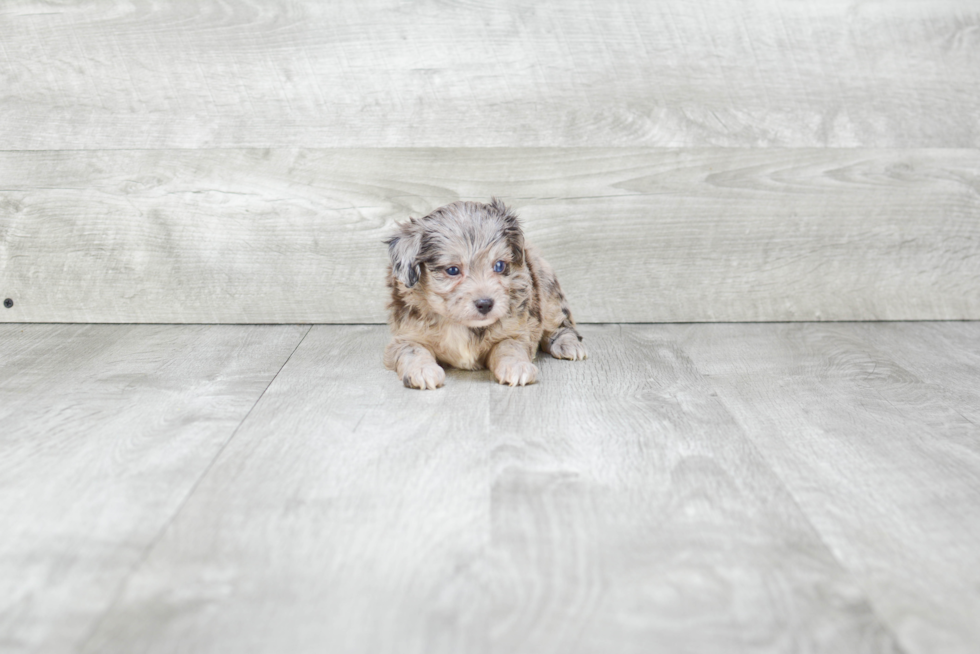 Mini Aussiedoodle Pup Being Cute