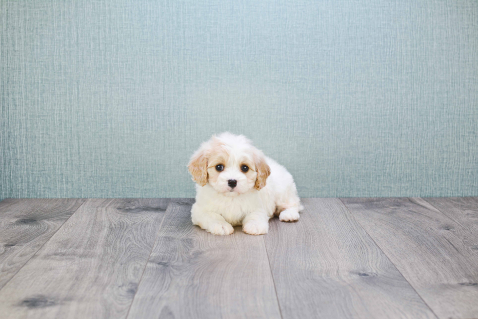 Cavachon Pup Being Cute