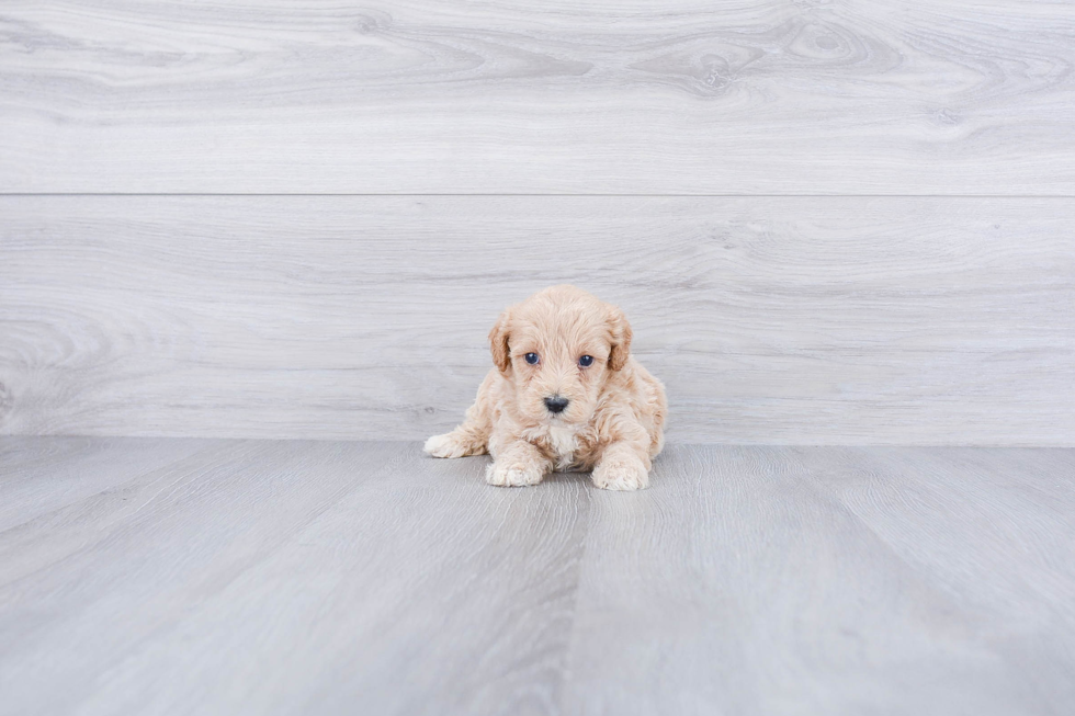Hypoallergenic Maltepoo Poodle Mix Puppy