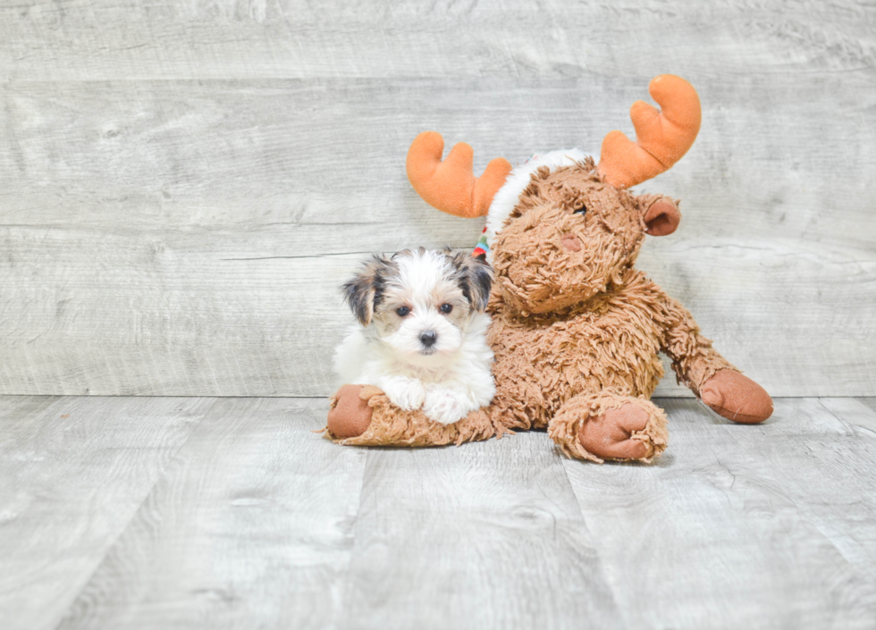 Playful Yorkie Designer Puppy