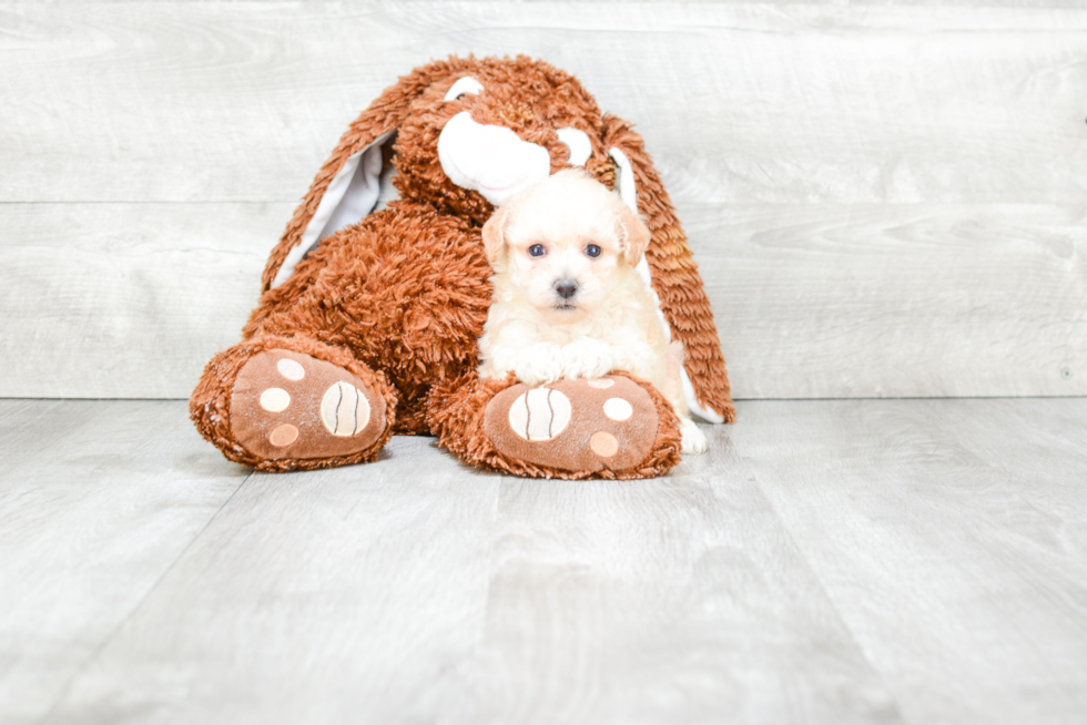 Smart Maltipoo Poodle Mix Pup