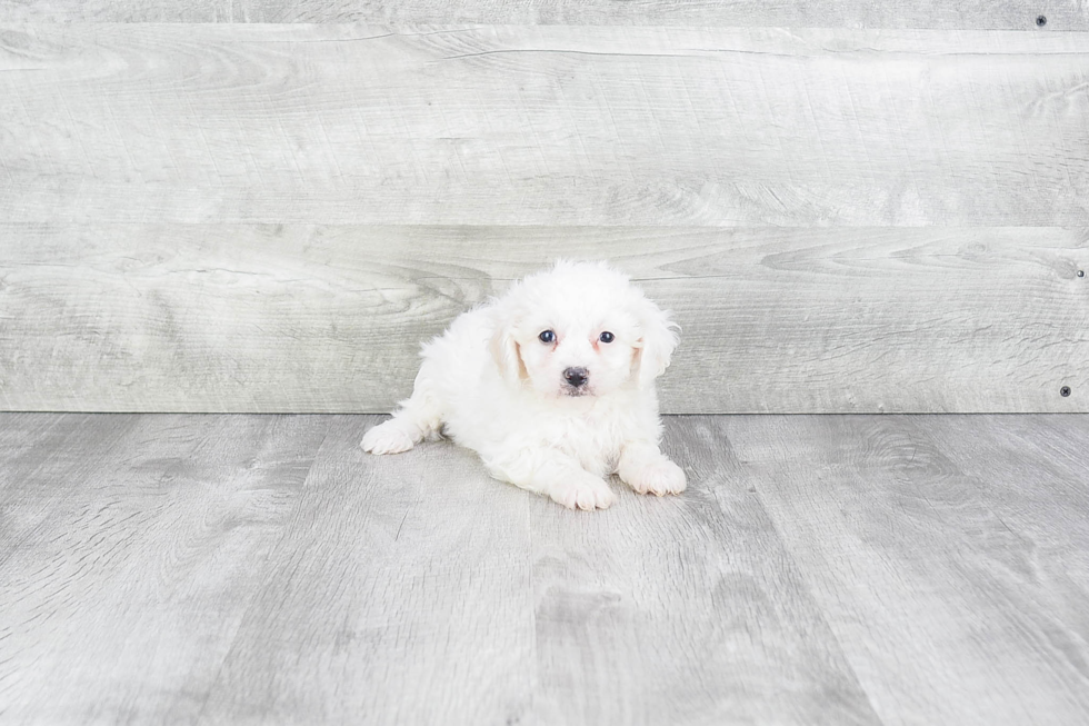 Happy Cavachon Baby