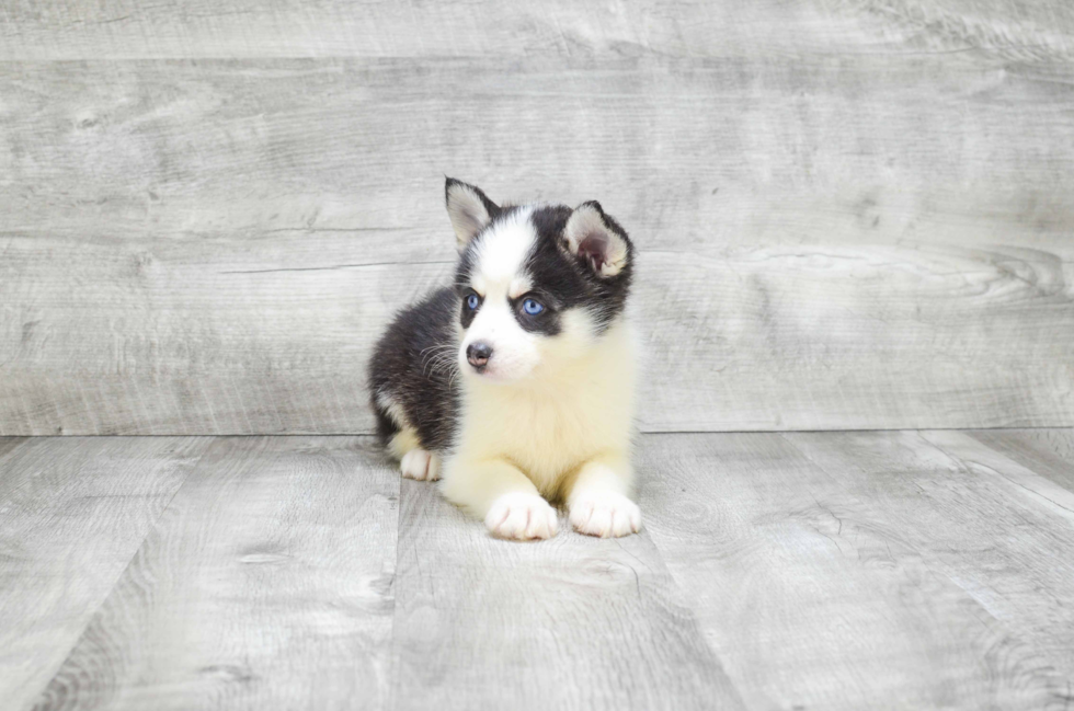 Best Pomsky Baby