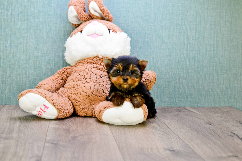 Meet Heidi - our Yorkshire Terrier Puppy Photo 