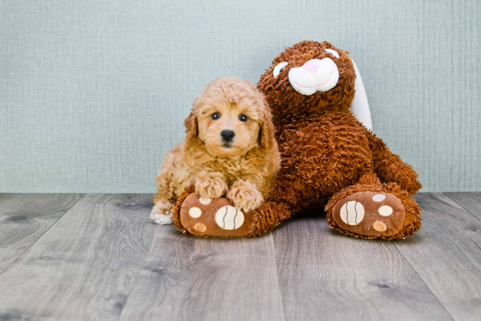 Smart Cavapoo Poodle Mix Pup