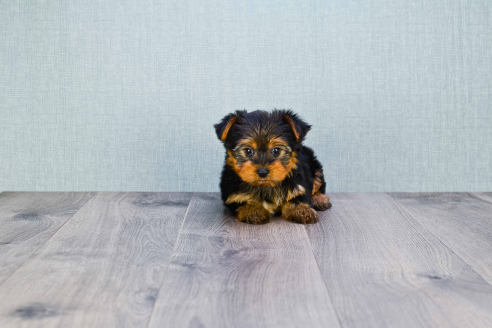 Meet Jeremy - our Yorkshire Terrier Puppy Photo 