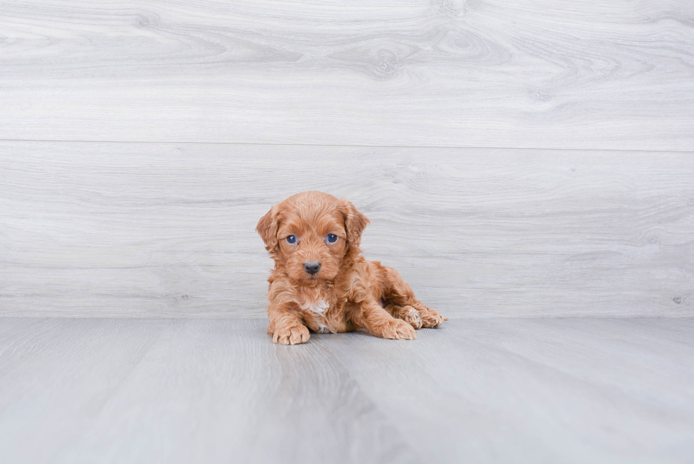 Funny Cockapoo Poodle Mix Pup