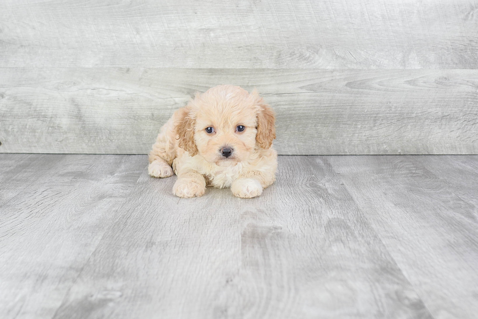 Cute Cavachon Baby