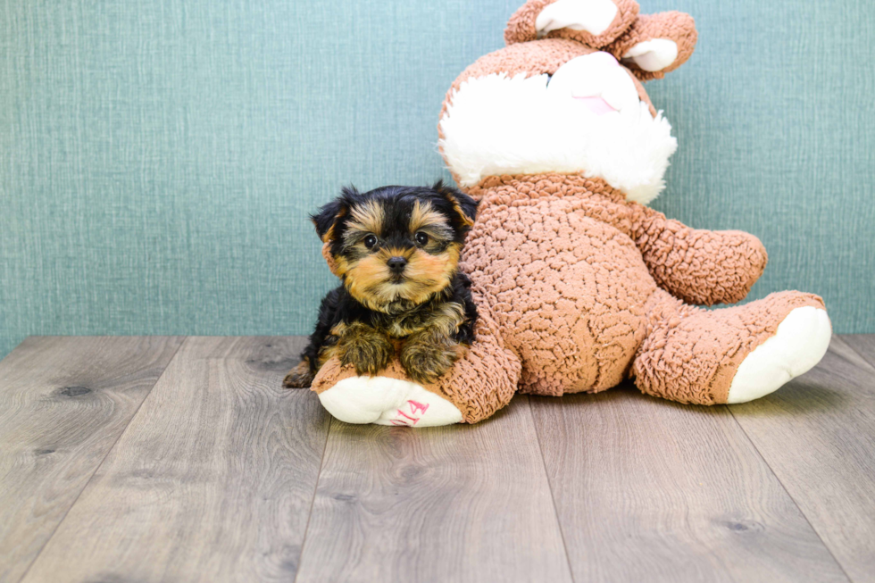 Meet Microteacup-Avery - our Yorkshire Terrier Puppy Photo 