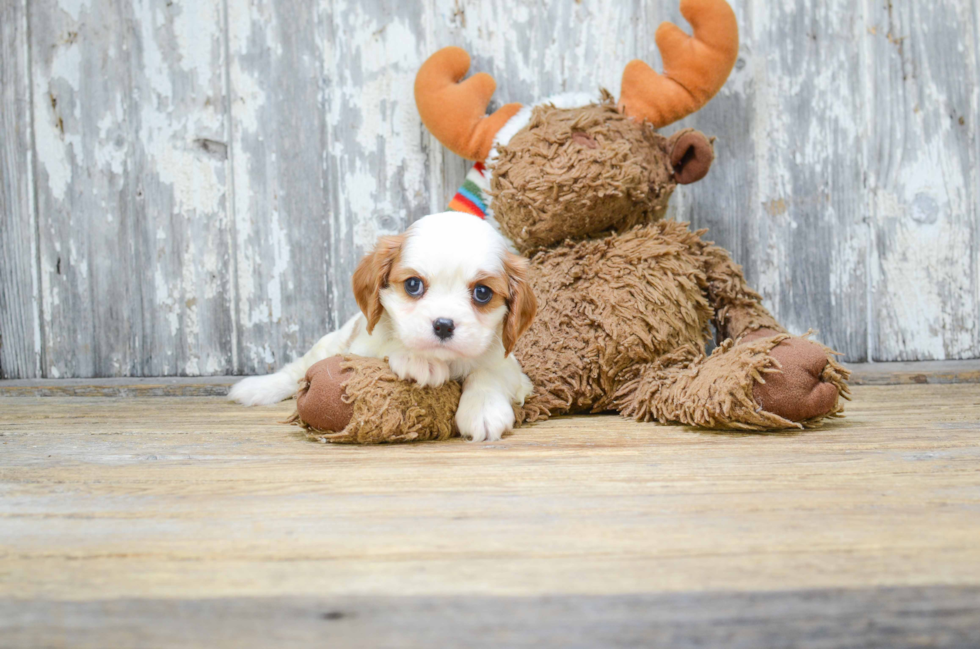 Cavalier King Charles Spaniel Pup Being Cute