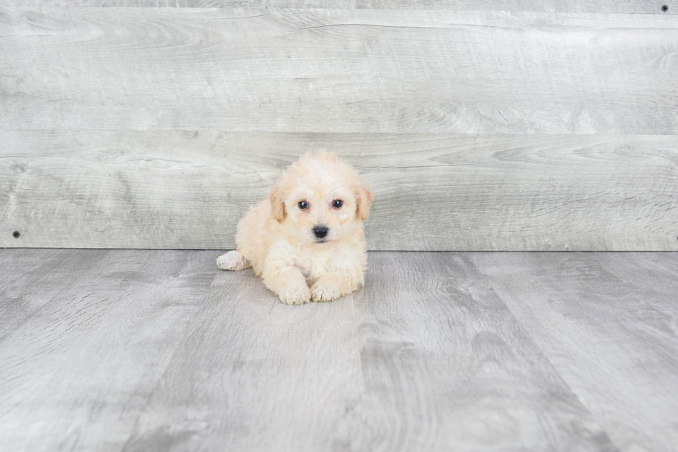 Best Maltipoo Baby