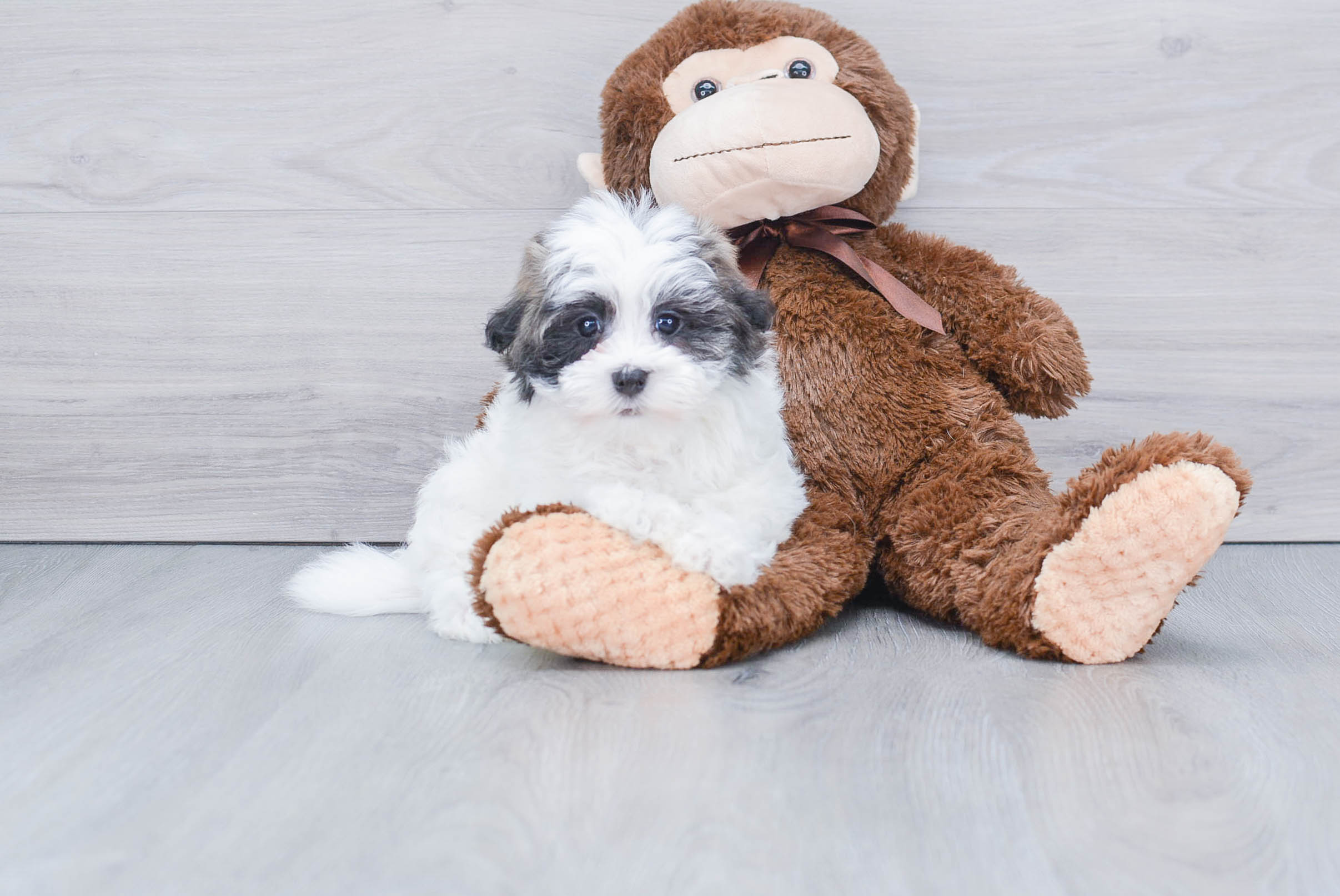 Popular Havanese Baby