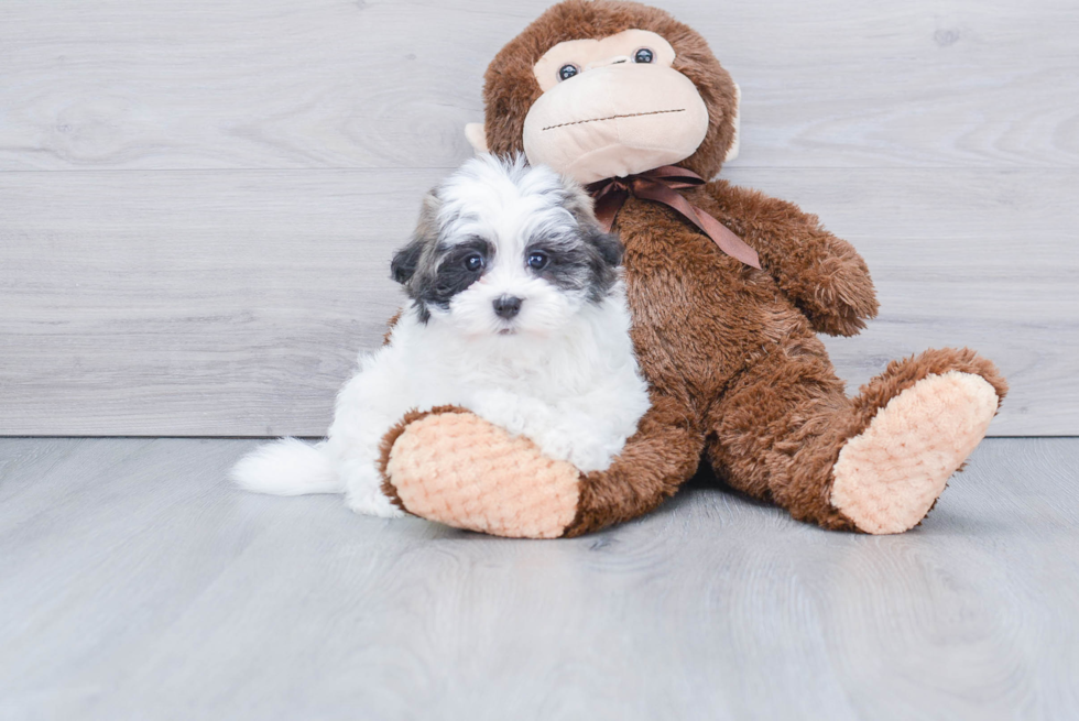 Popular Havanese Baby