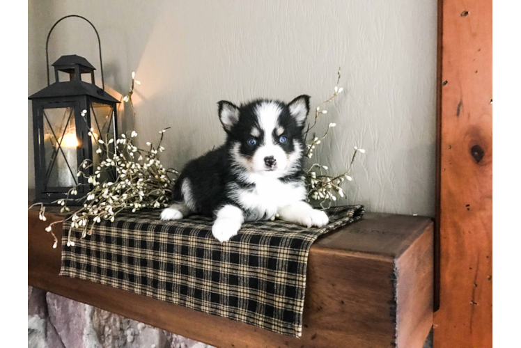 Cute Pomsky Baby