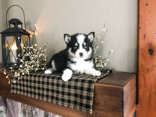 Cute Pomsky Baby