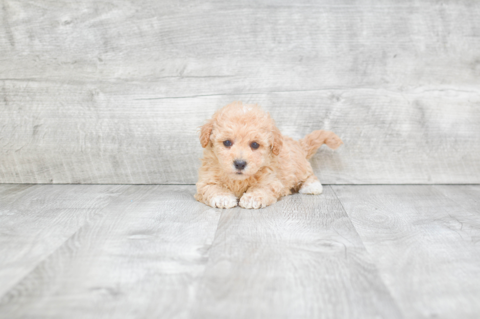 Best Maltipoo Baby