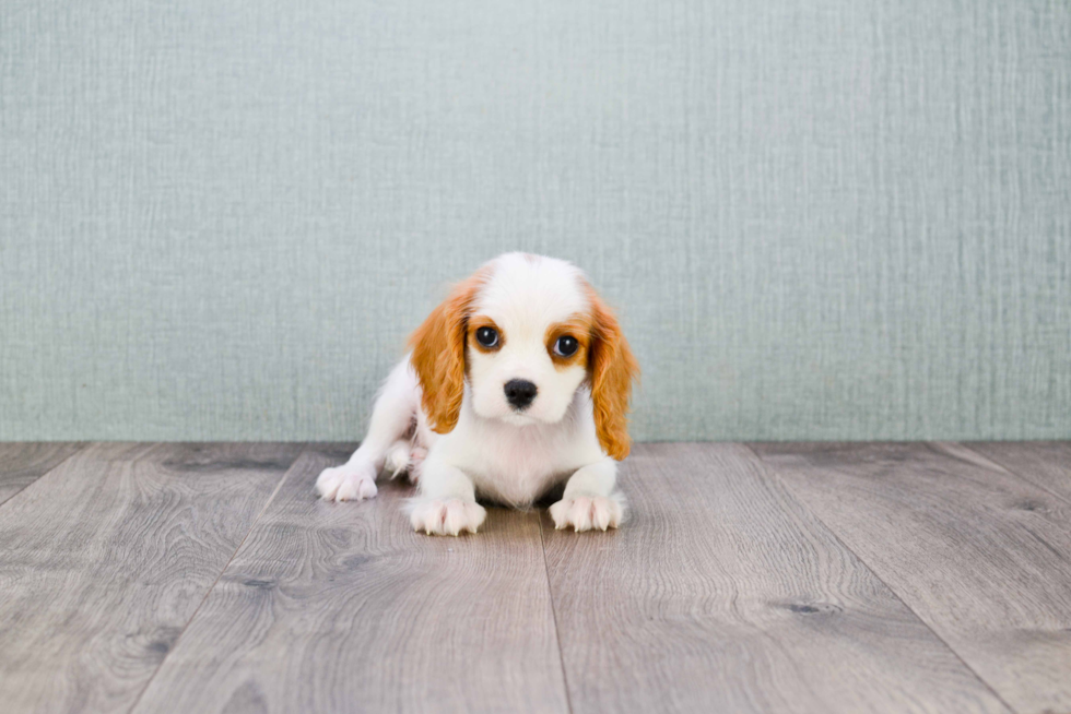 Popular Cavalier King Charles Spaniel Baby