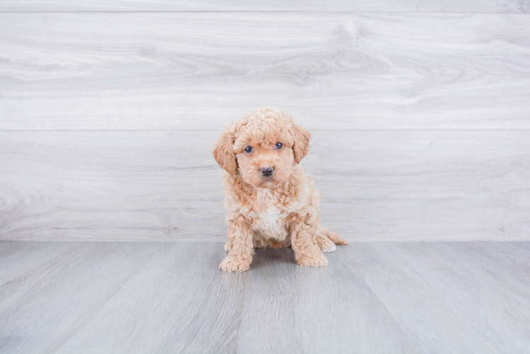 Maltipoo Puppy for Adoption