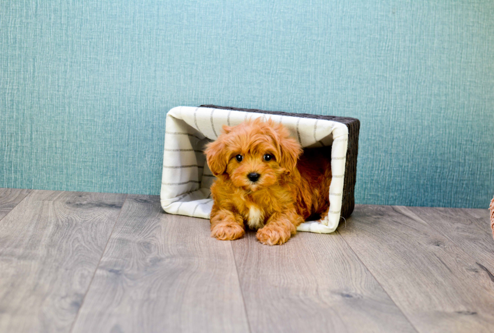 Sweet Cavapoo Baby