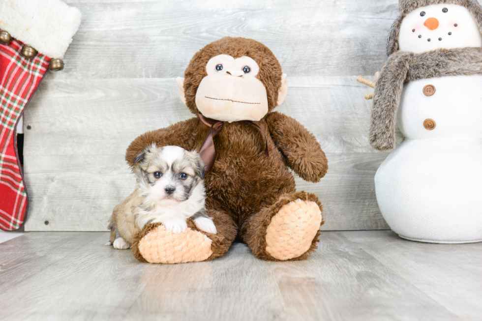 Best Havanese Baby