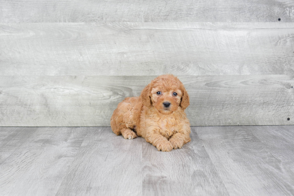 Cute Mini Goldendoodle Baby