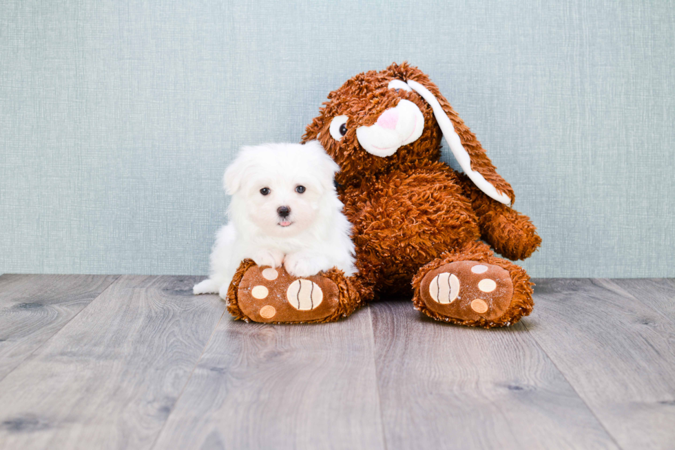 Adorable Maltese Purebred Puppy