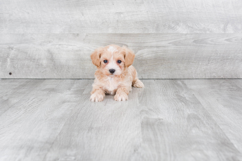 Hypoallergenic Maltepoo Poodle Mix Puppy