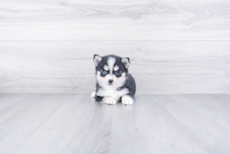 Pomsky Puppy for Adoption