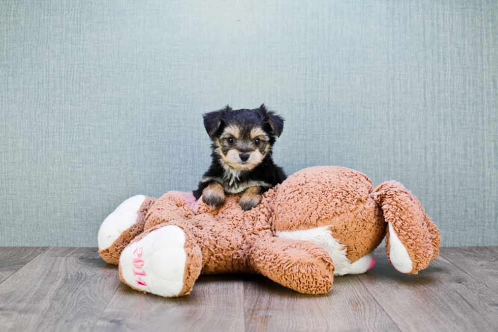 Morkie Puppy for Adoption