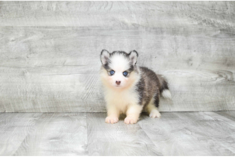 Pomsky Puppy for Adoption