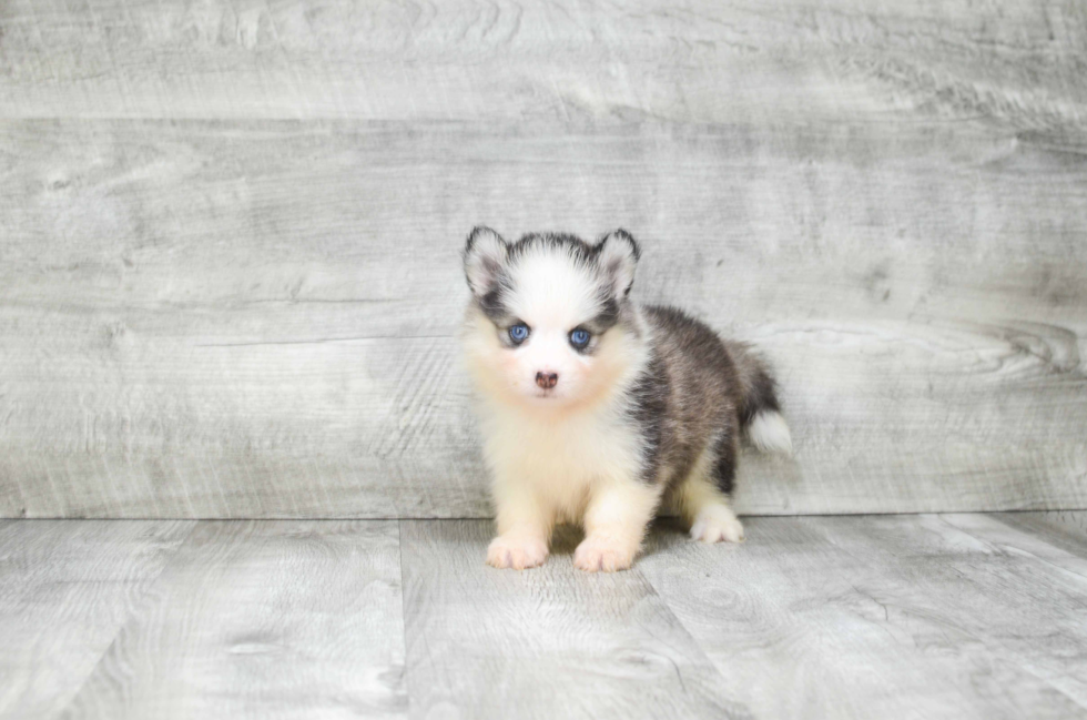 Pomsky Puppy for Adoption