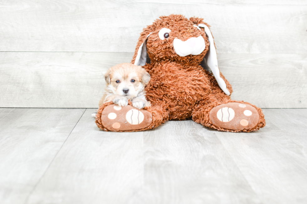 Best Morkie Baby