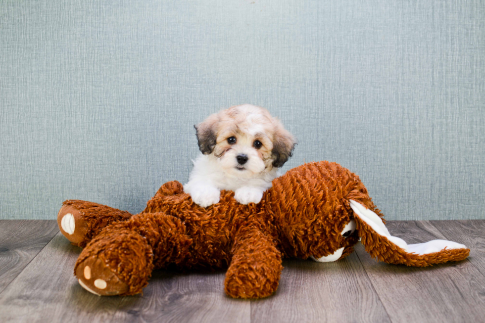 Teddy Bear Pup Being Cute