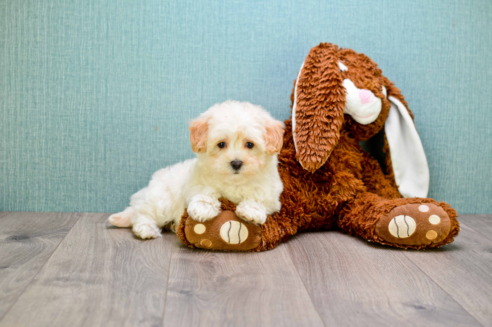 Best Maltipoo Baby