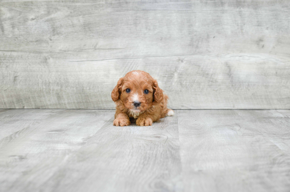 Cavapoo Pup Being Cute