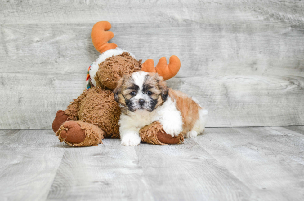 Teddy Bear Puppy for Adoption