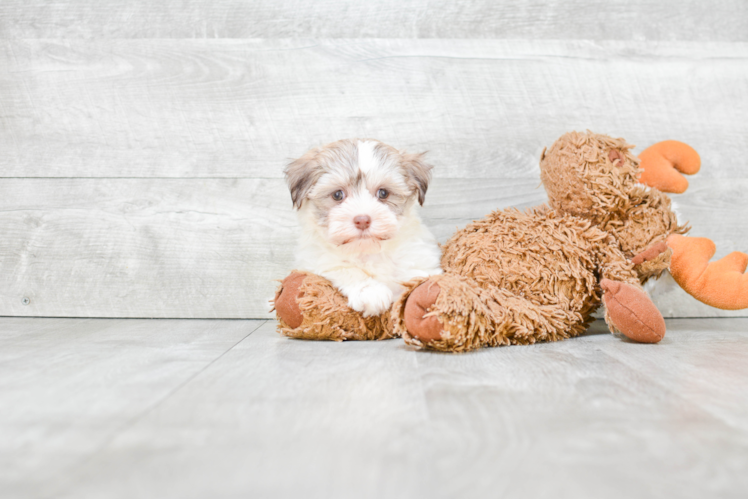 Petite Havanese Purebred Puppy