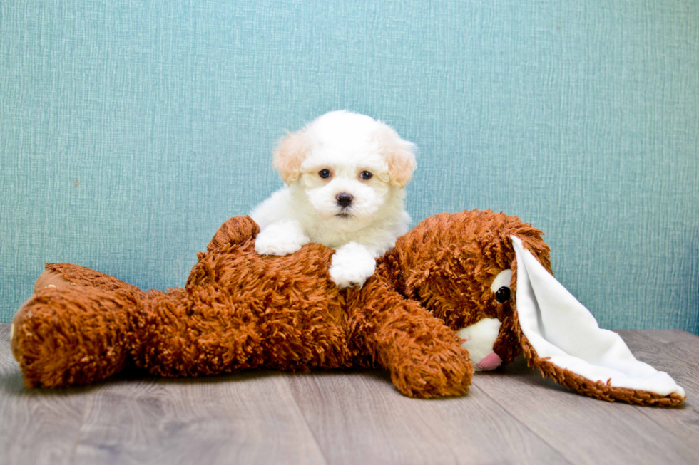 Smart Maltipoo Poodle Mix Pup