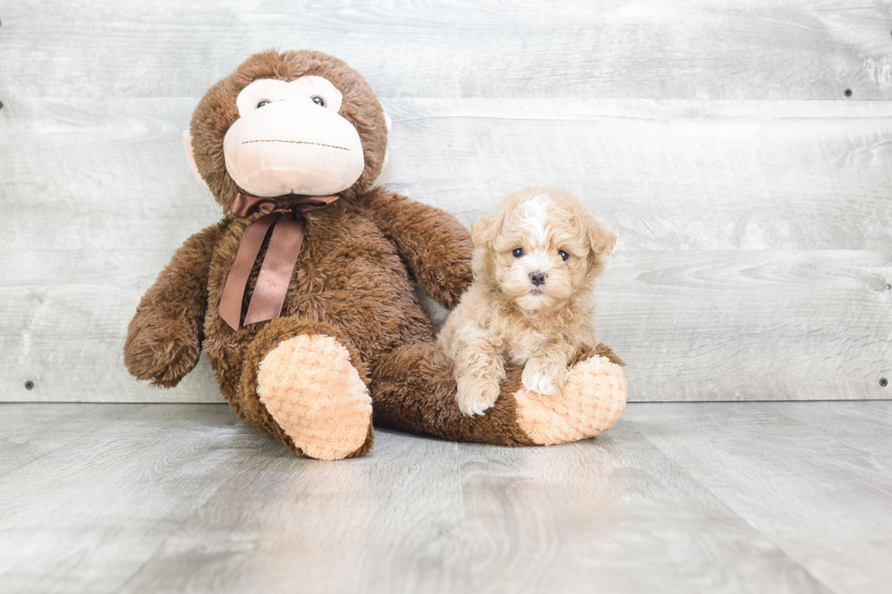 Maltipoo Pup Being Cute