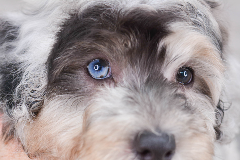 Petite Mini Aussiedoodle Poodle Mix Pup