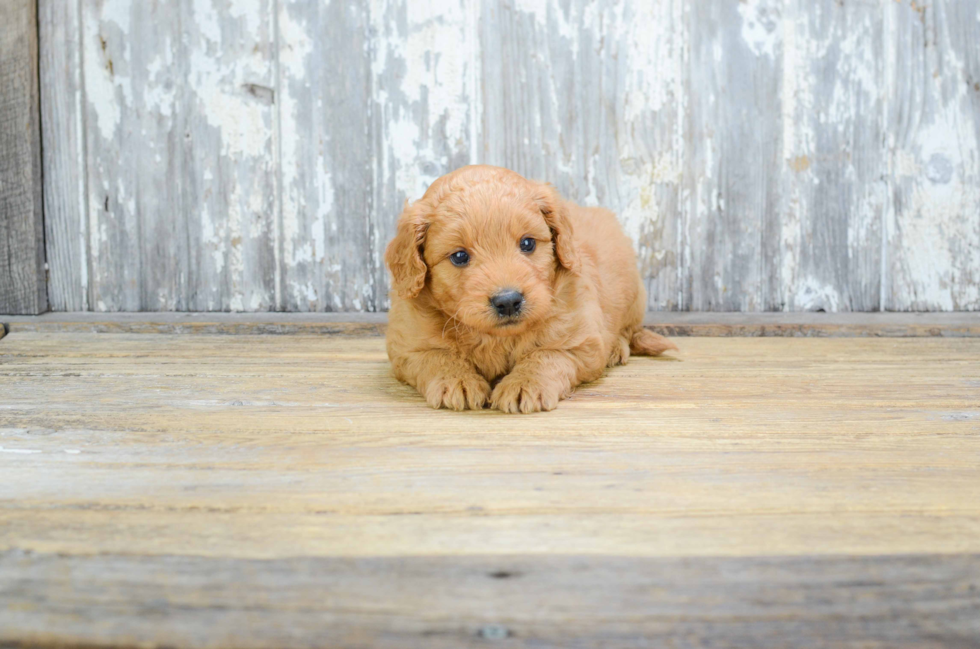 Mini Goldendoodle Pup Being Cute