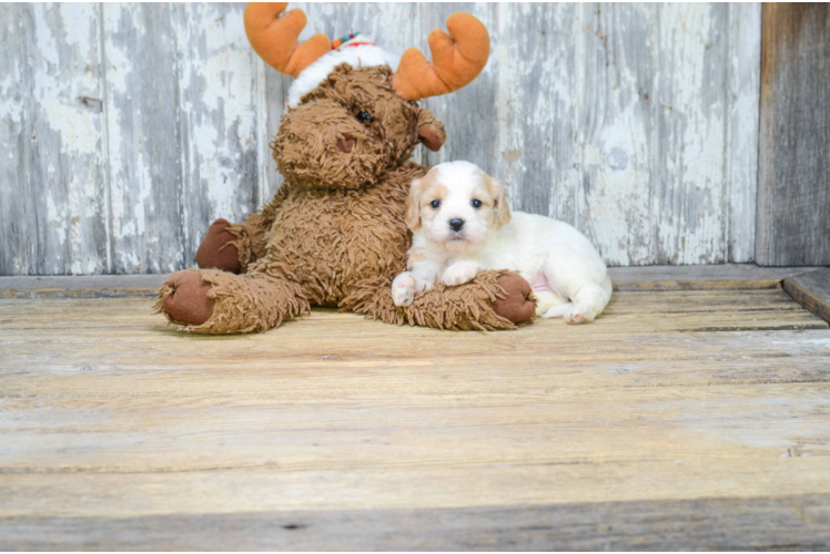 Best Cavachon Baby