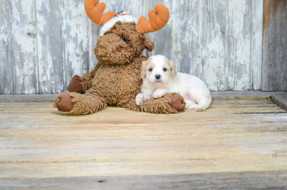 Best Cavachon Baby